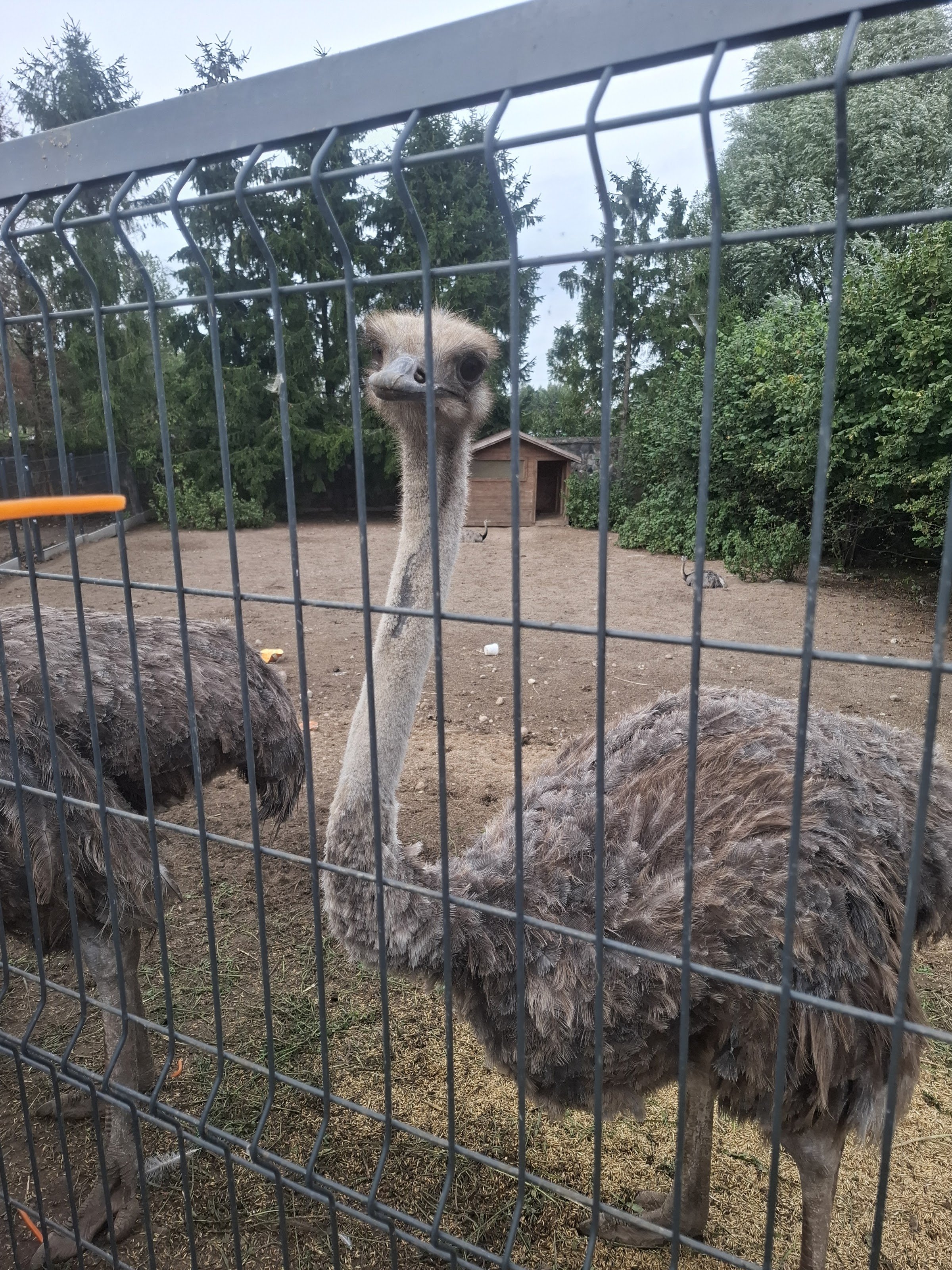 Podlaska Toskania – park zwierząt i rozrywki (Mini Zoo)